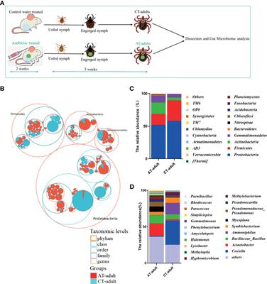 The Tick Microbiota Dysbiosis Promote Tick-Borne Pathogen Transstadial Transmission in a Babesia microti–Infected Mouse Model